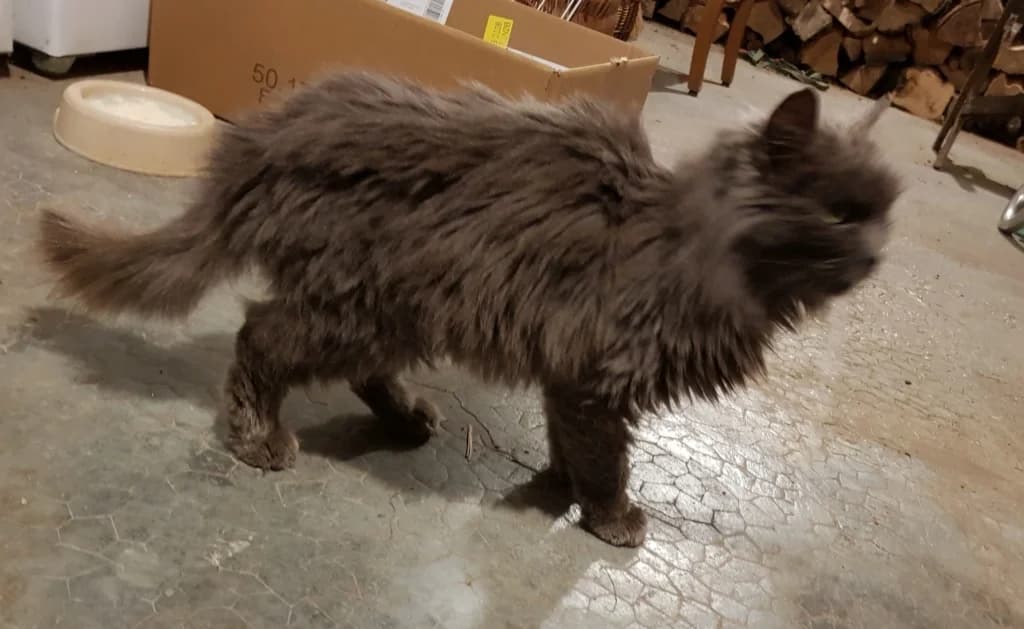 CHATTE, female 7yo Mixed Breed for adoption at twitter:image