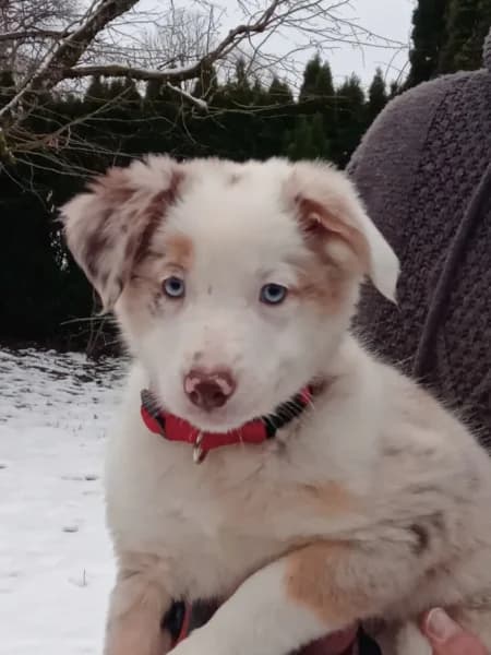 TAÏGA, female puppy Border Collie for adoption at twitter:image