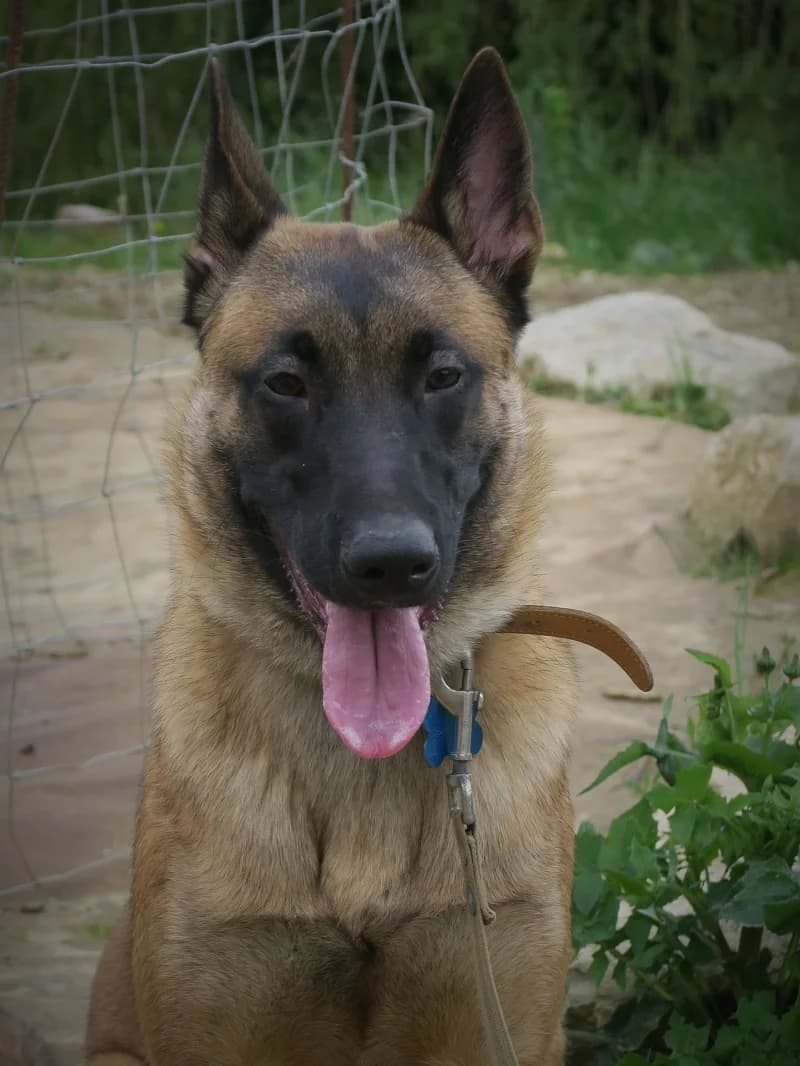 BULLE, male puppy Belgian Malinois for adoption at twitter:image