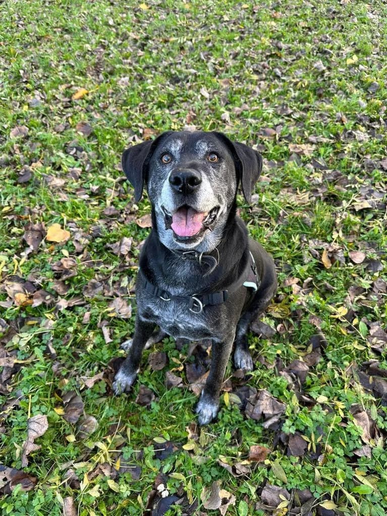 ELAJO, Mixed Breed (Refuge AFDA)