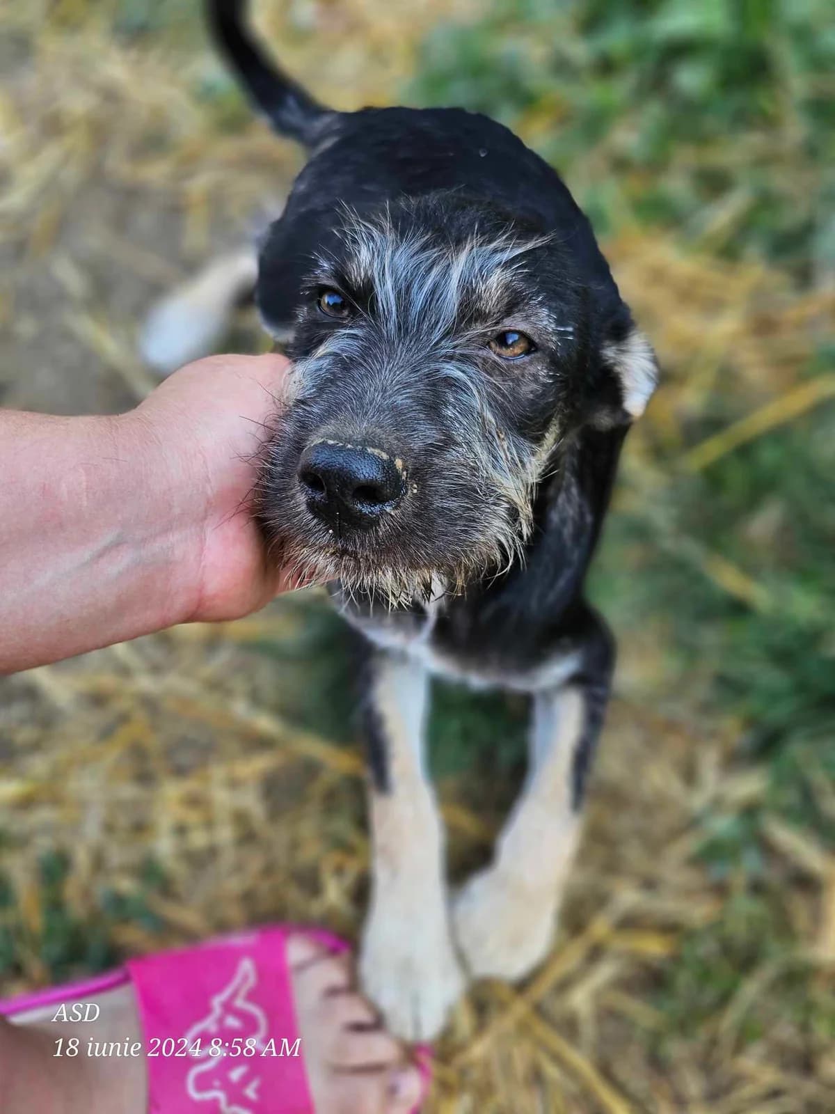 Harry,  young Mixed Breed for adoption at Refuge Alina & Anda