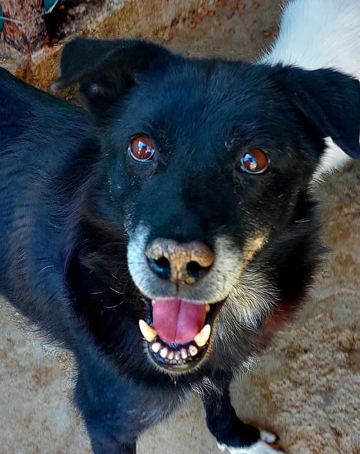 Riane, Mixed Breed (Refuge Alina & Anda)
