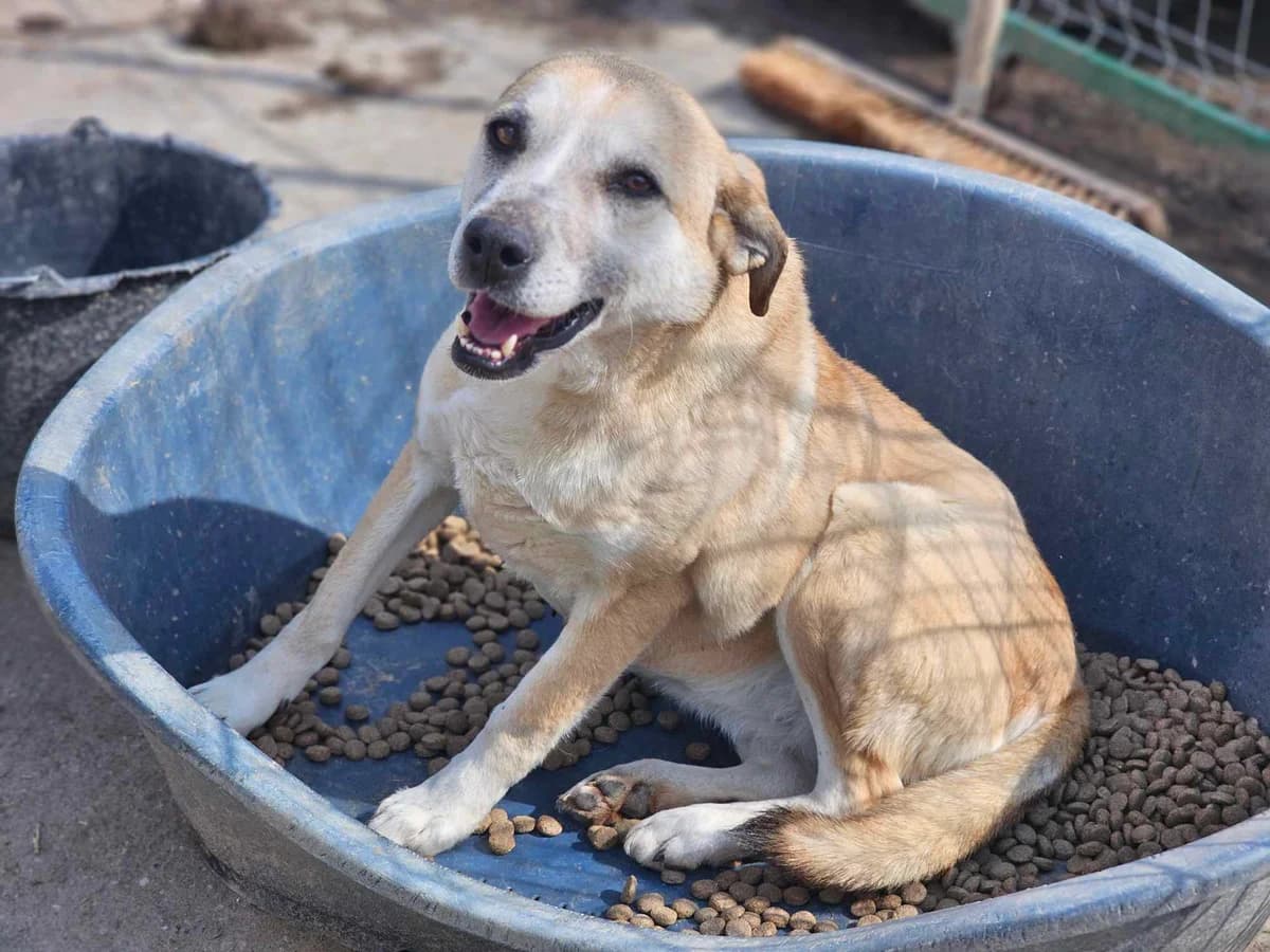 Riane,  7yo Mixed Breed for adoption at Refuge Alina & Anda