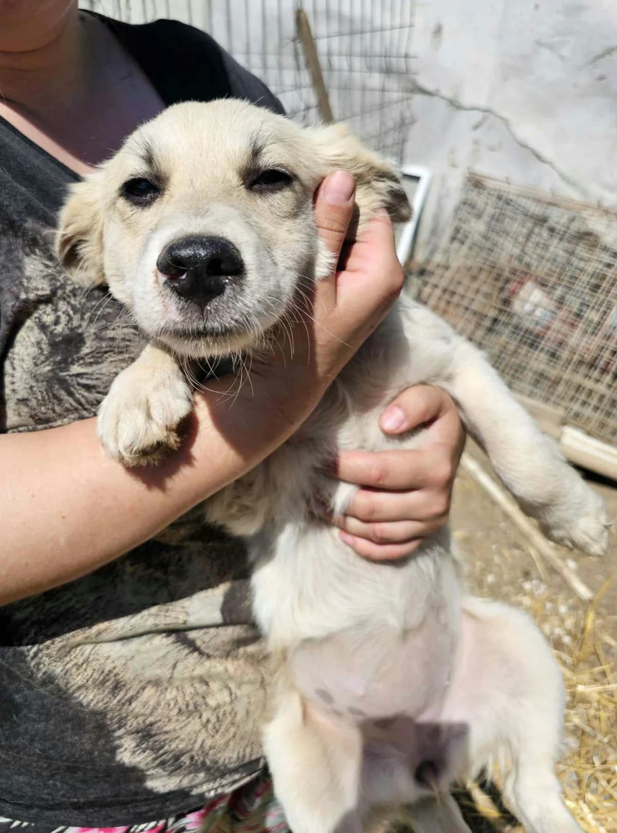 Harry, Mixed Breed (Refuge Alina & Anda)