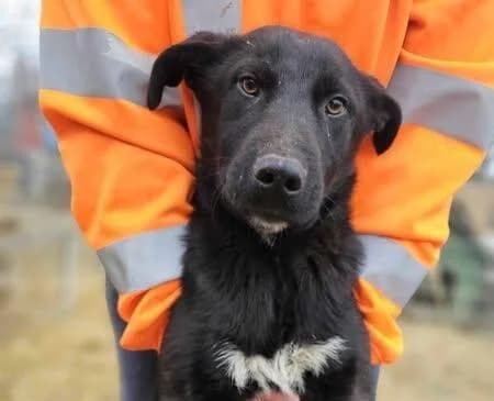 Ace, Mixed Breed (Refuge d)