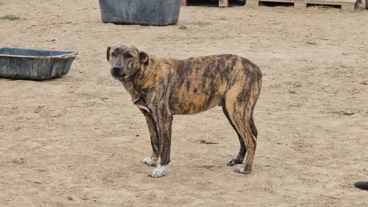 Akii, Mixed Breed (Refuge d)