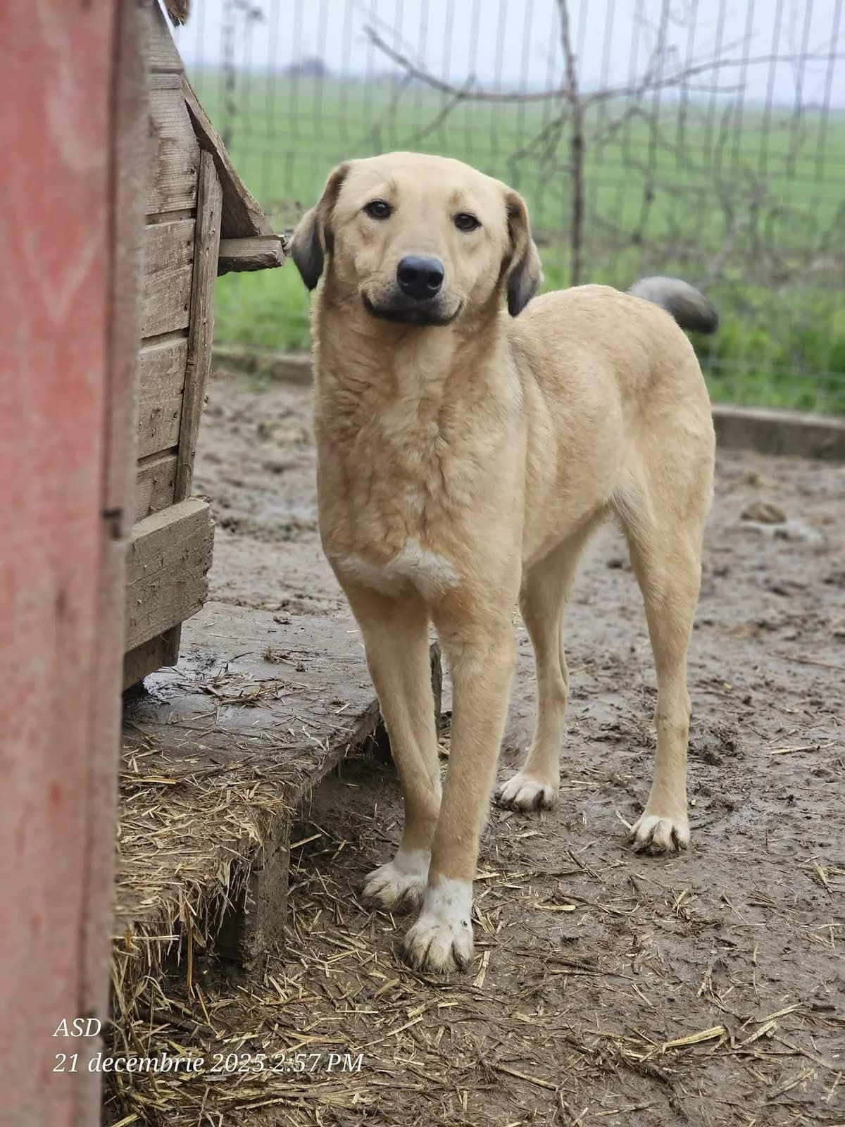 Alana, Mixed Breed (Refuge d)