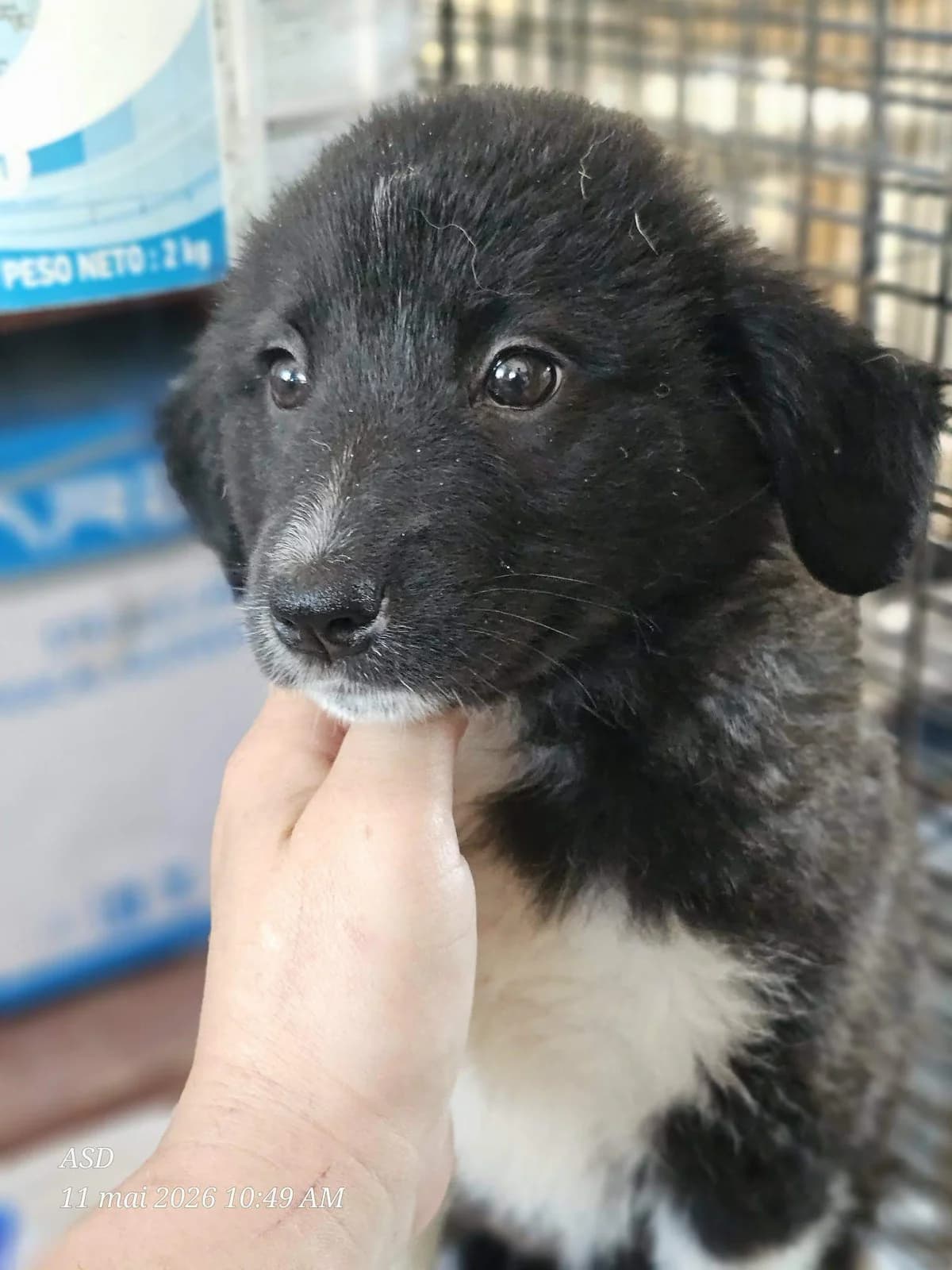 Alba, female puppy Mixed Breed for adoption at Refuge d
