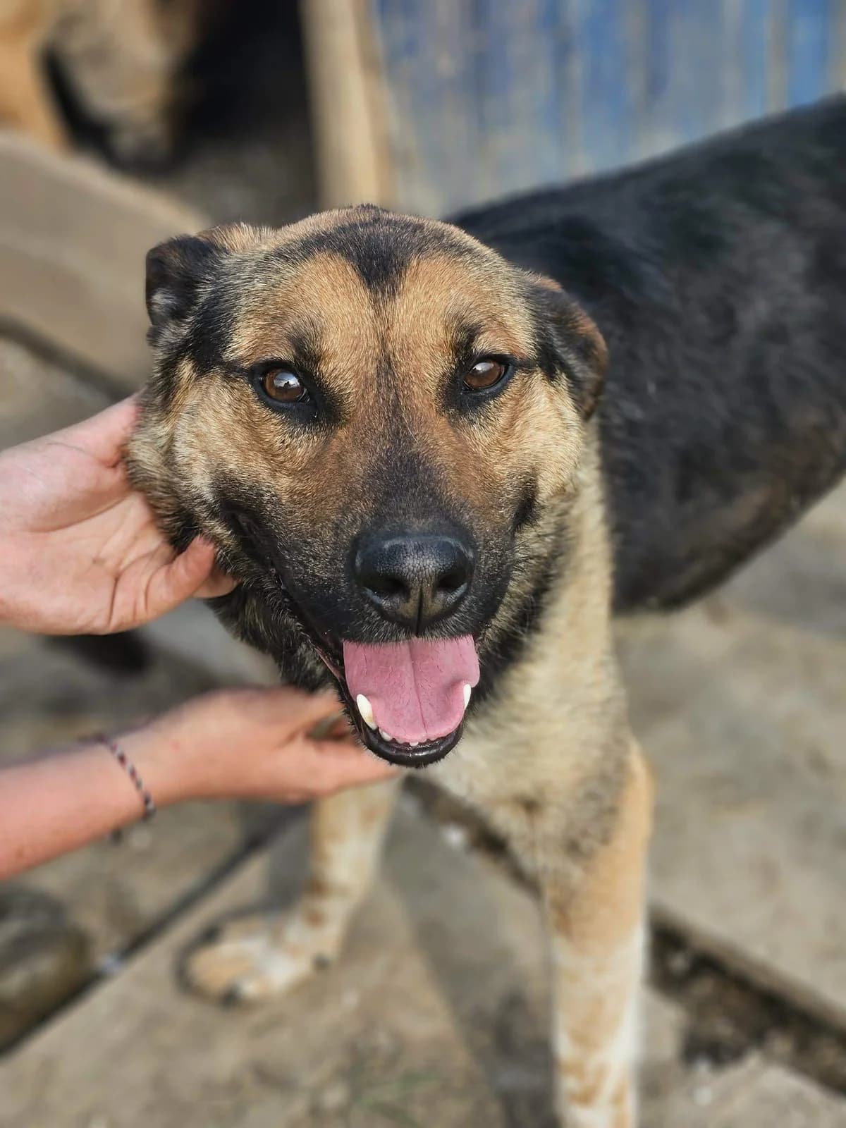 Albin, Mixed Breed (Refuge d)