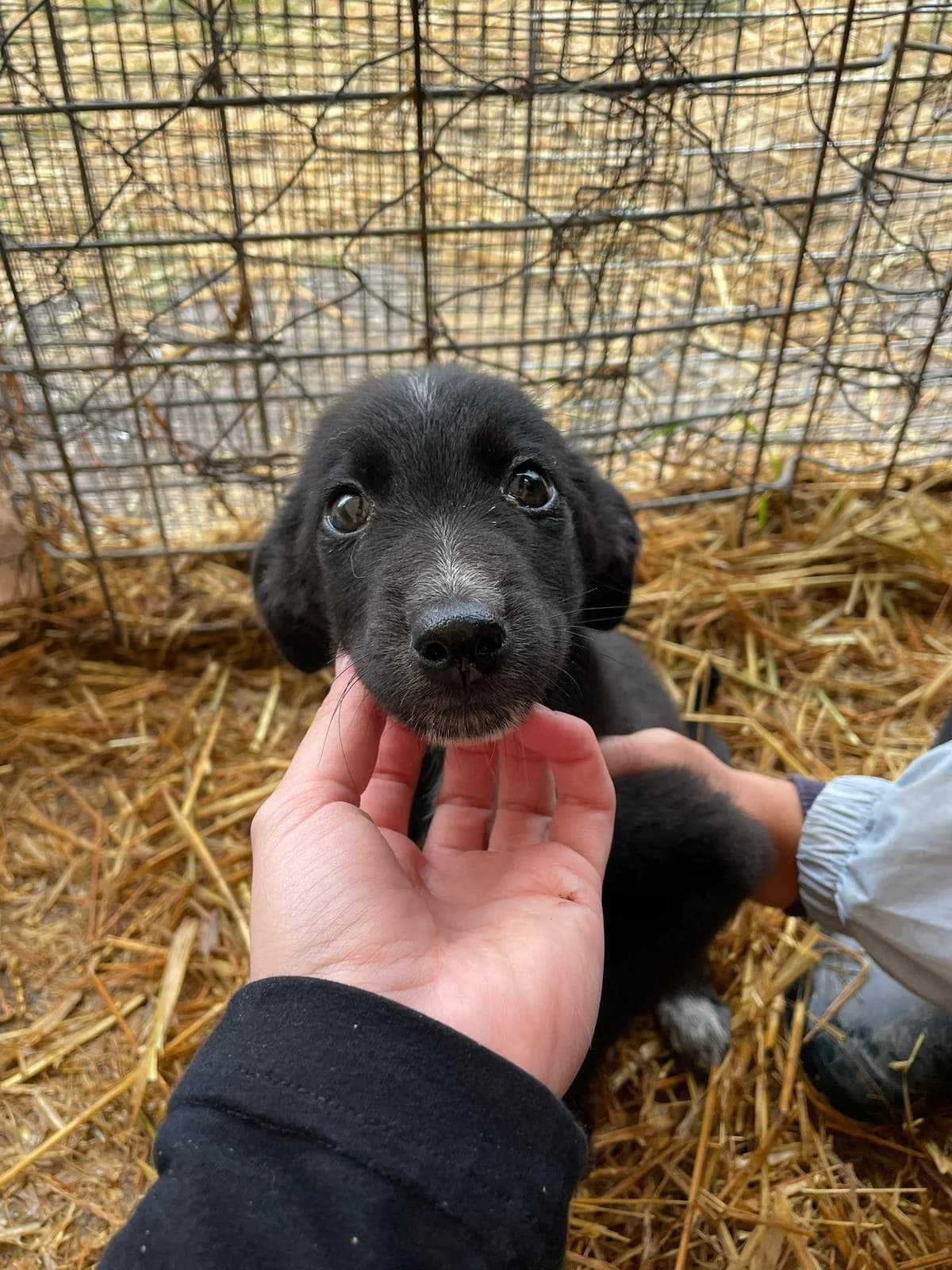Alkin, Mixed Breed (Refuge d)