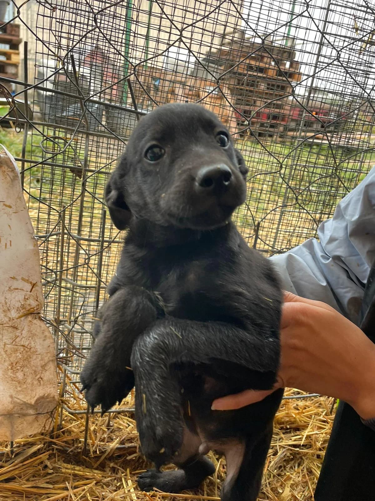 Alko, Mixed Breed (Refuge d)