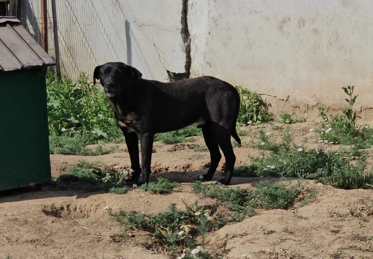 Arii, Mixed Breed (Refuge d)