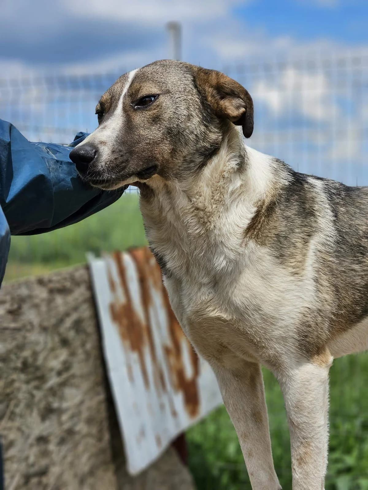 Assia, Mixed Breed (Refuge d)