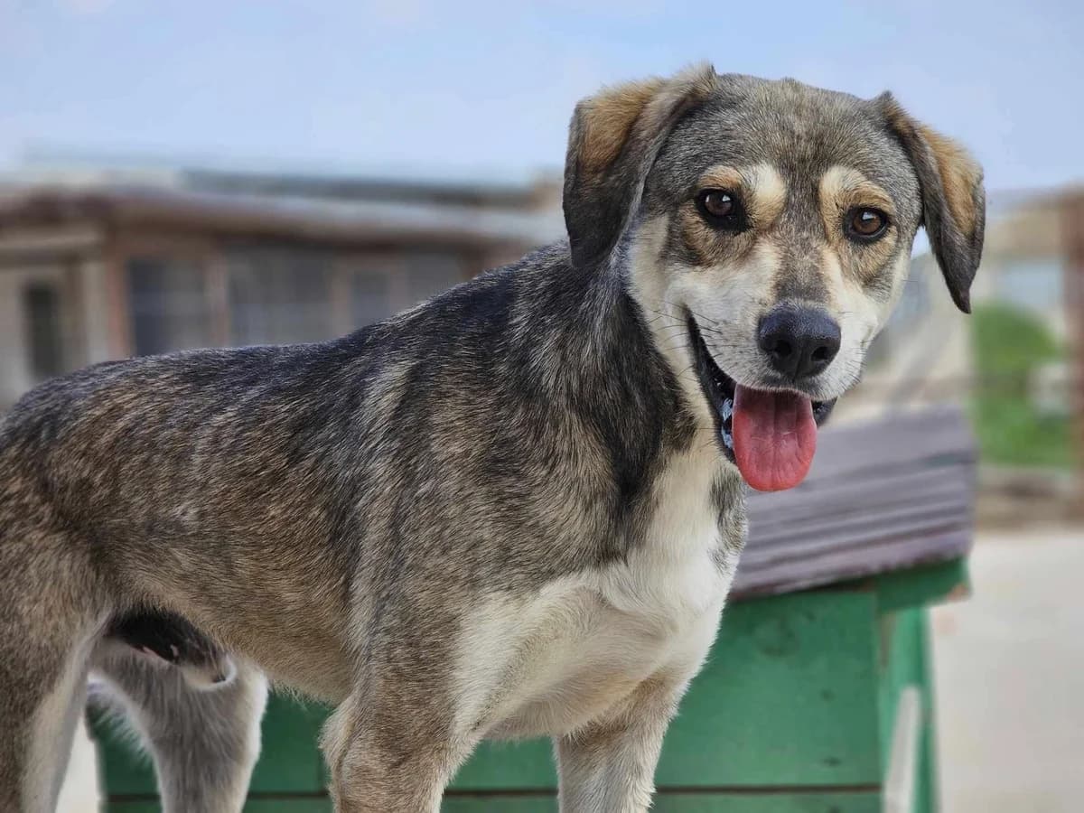 Bingo, Mixed Breed (Refuge d)