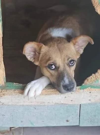 Célya, female Mixed Breed for adoption at Refuge d