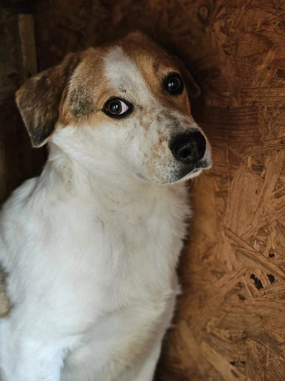 Clio, Mixed Breed (Refuge d)