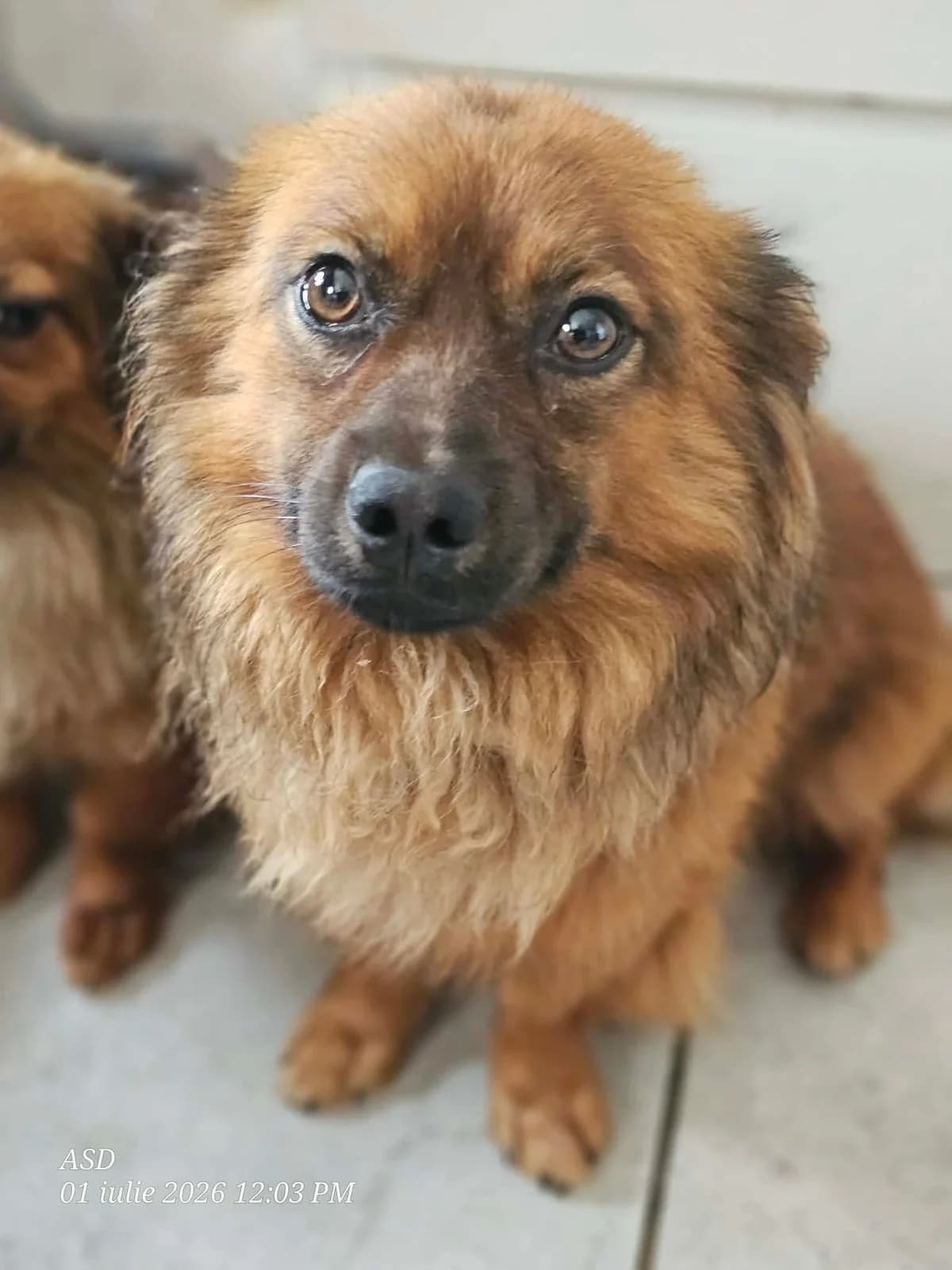 Clyde, male young Mixed Breed for adoption at Refuge d