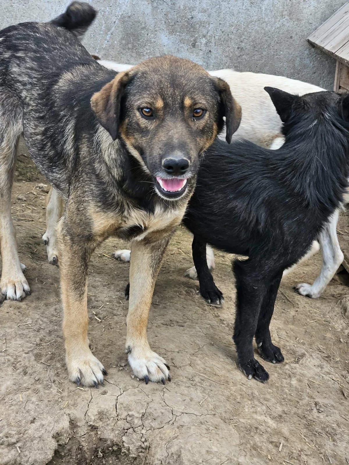Cumba, Mixed Breed (Refuge d)