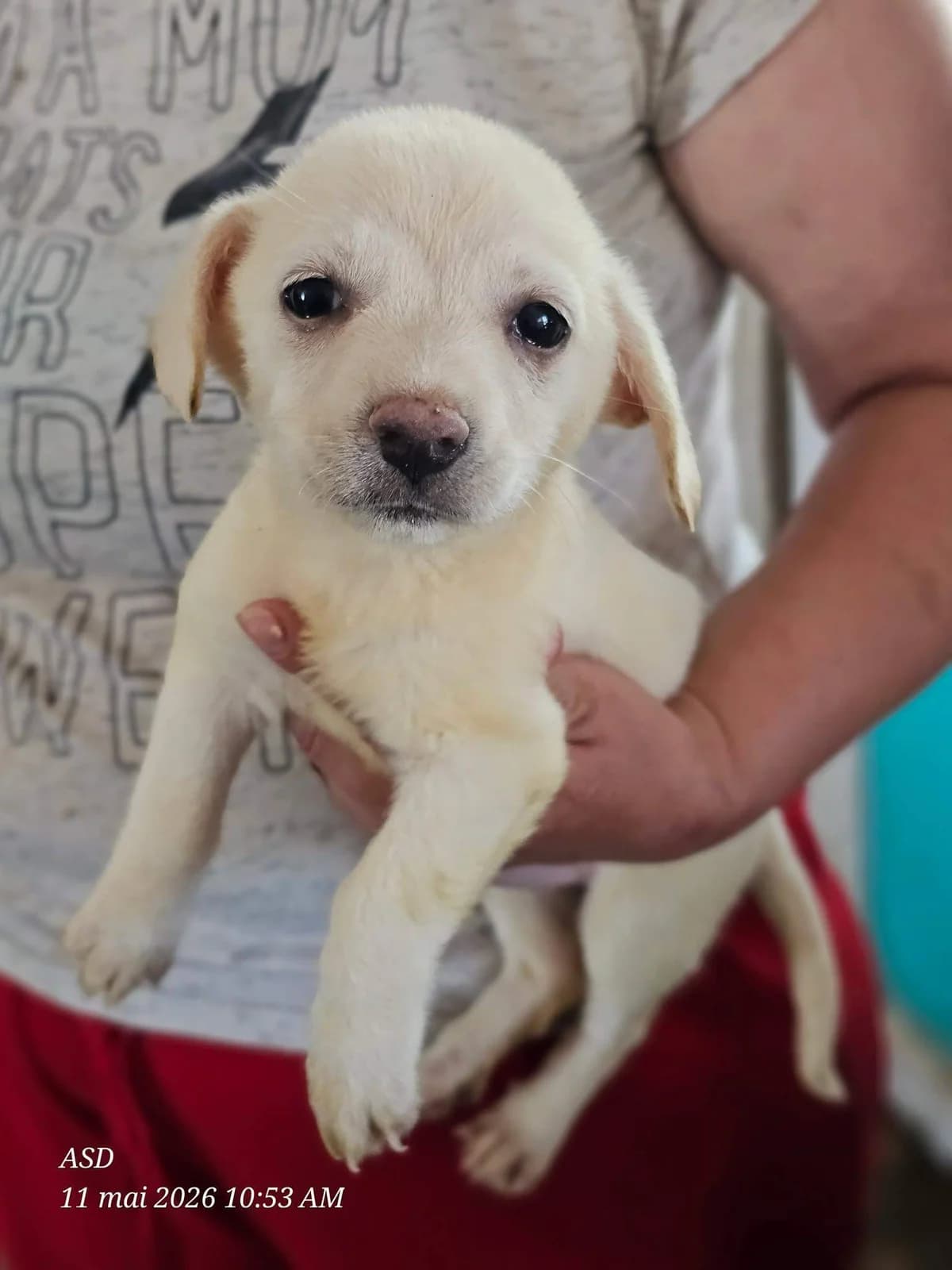 Dune, female puppy Mixed Breed for adoption at Refuge d