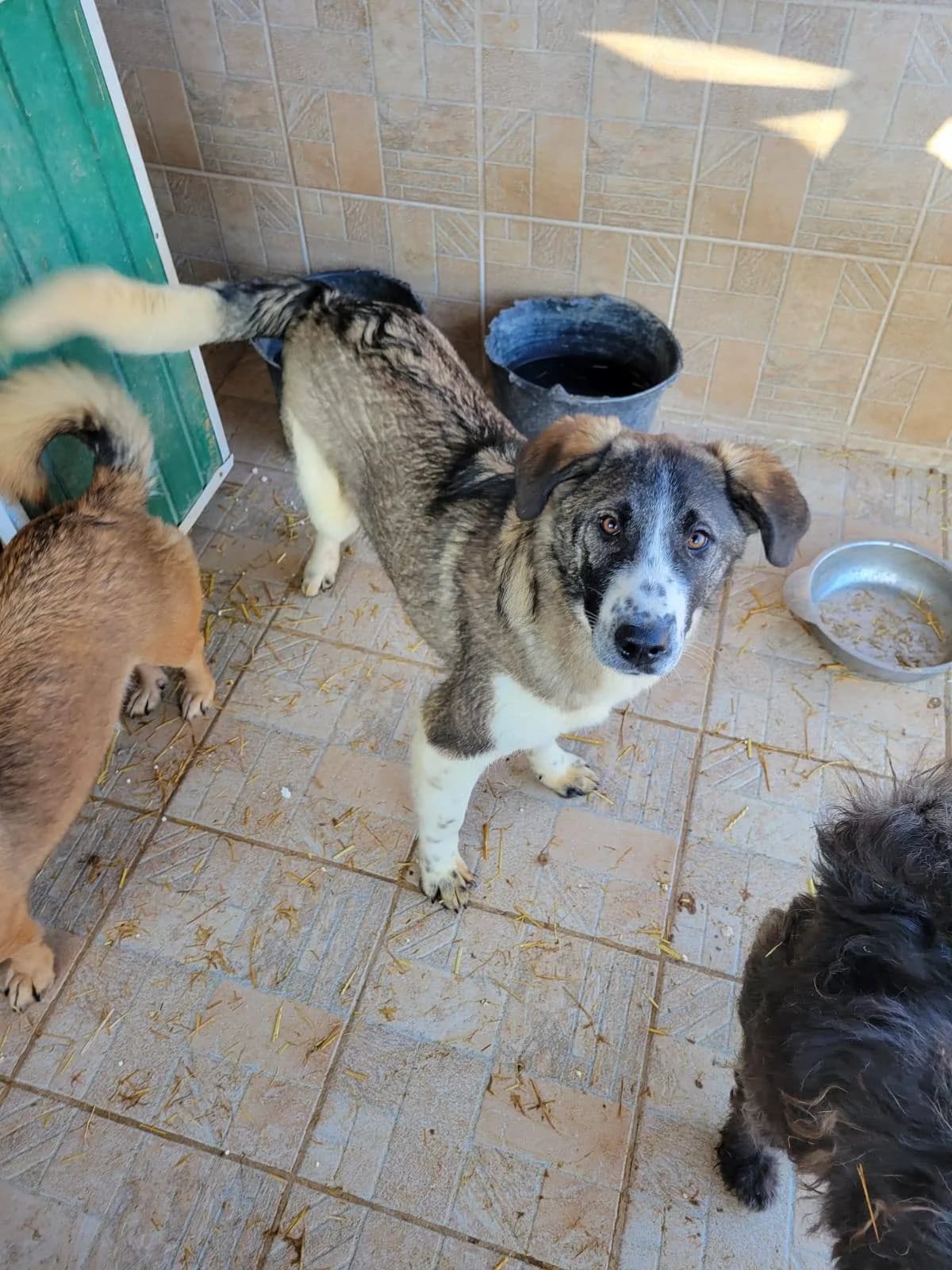 Edel, Mixed Breed (Refuge d)