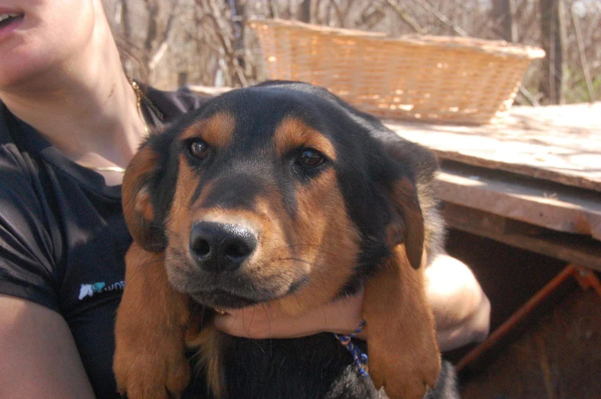 Eiko, Mixed Breed (Refuge d)