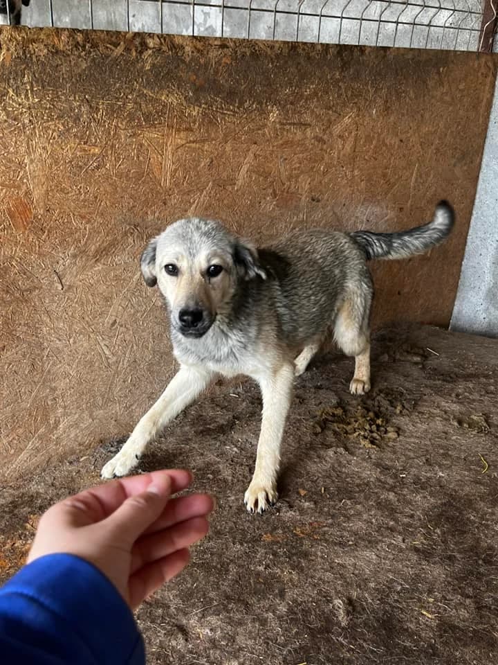 Elii, Mixed Breed (Refuge d)