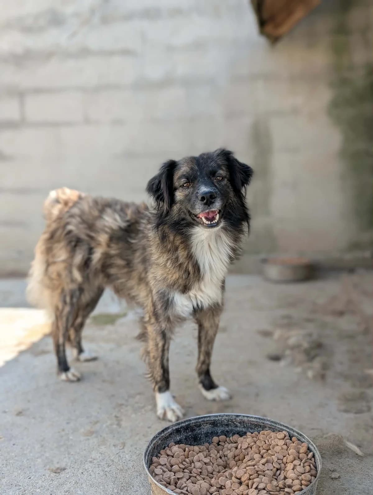 Elma, Mixed Breed (Refuge d)