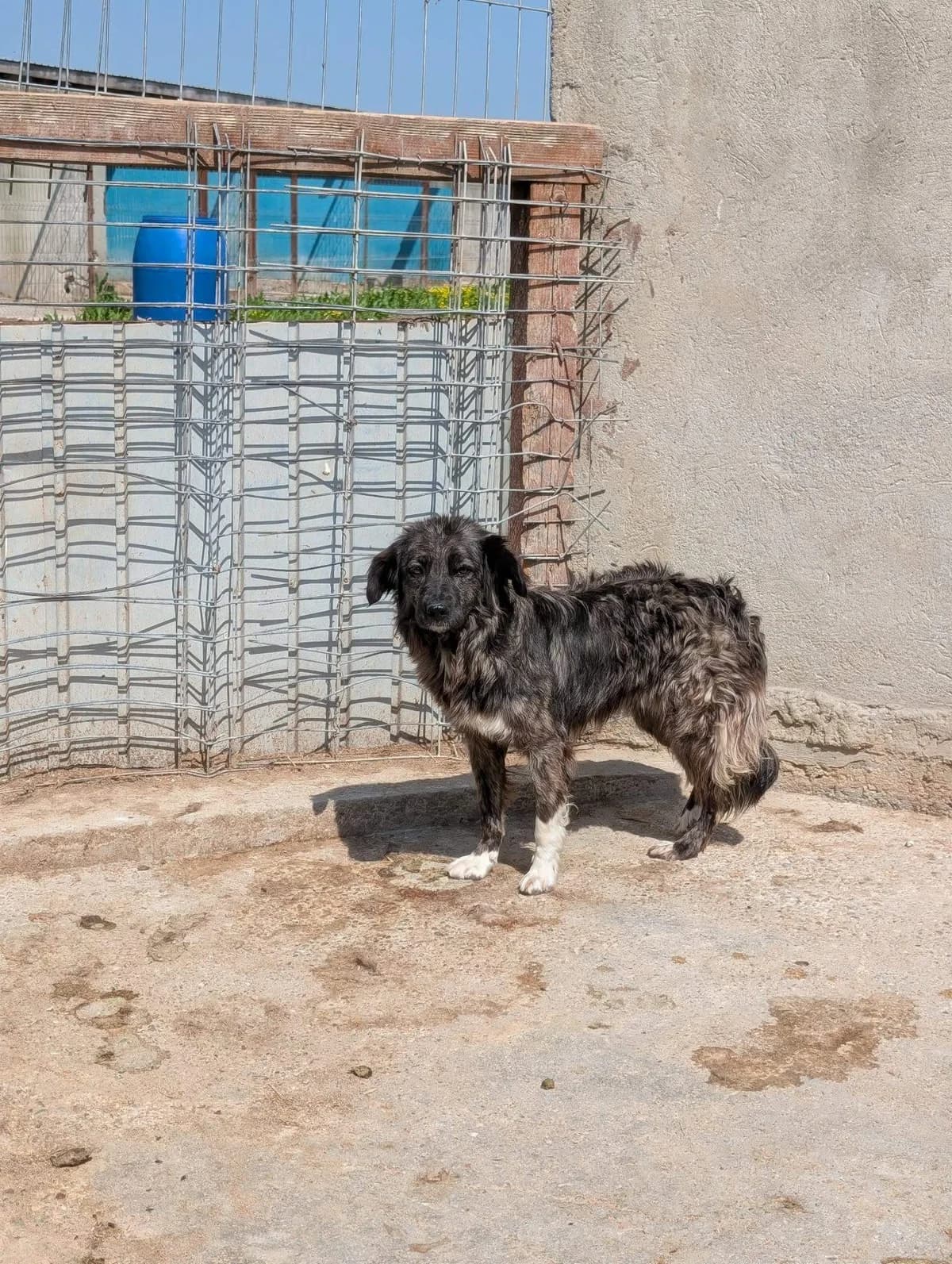 Elya, Mixed Breed (Refuge d)