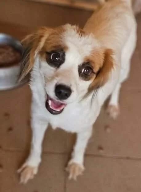 Emma, female Mixed Breed for adoption at Refuge d