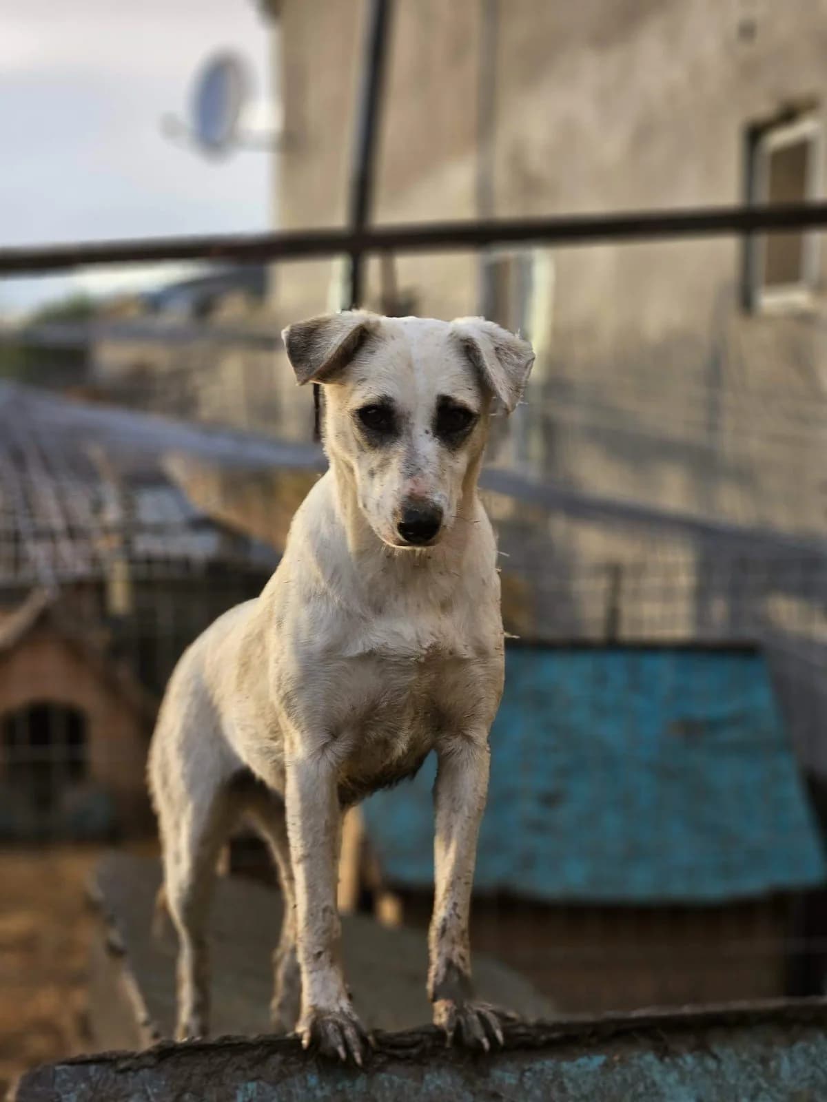 Enie, Mixed Breed (Refuge d)