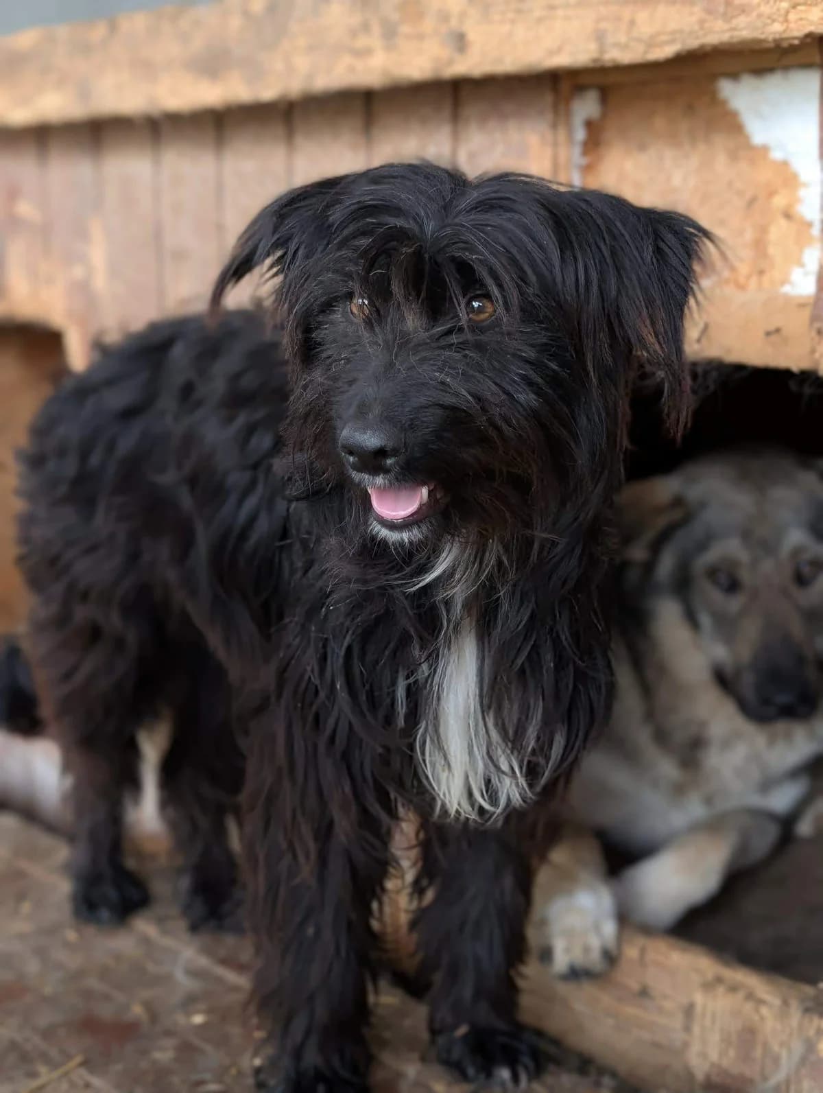 Eria, Mixed Breed (Refuge d)