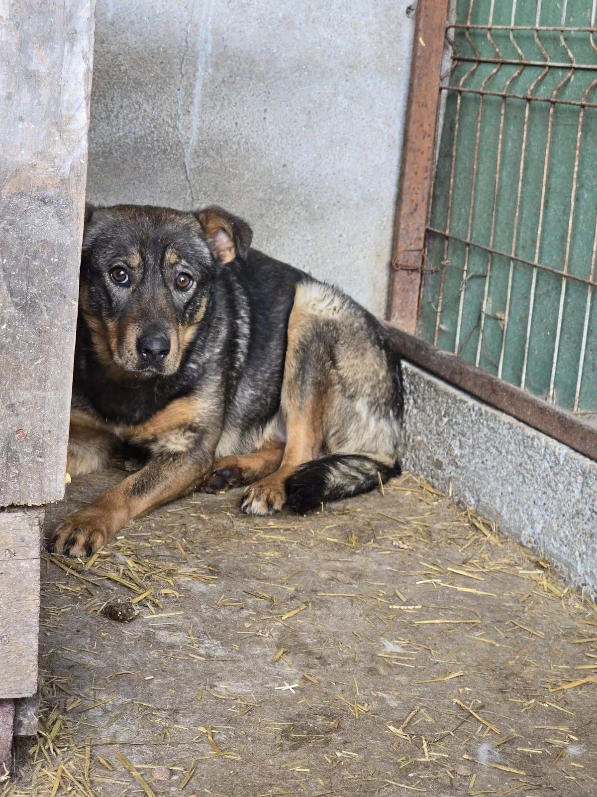 Félya, female young Mixed Breed for adoption at Refuge d