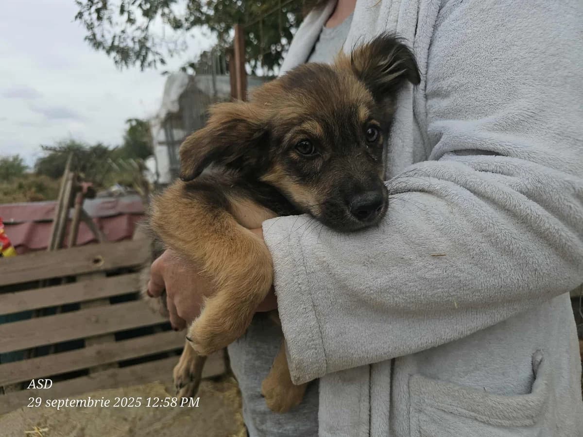 Galéa, Mixed Breed (Refuge d)