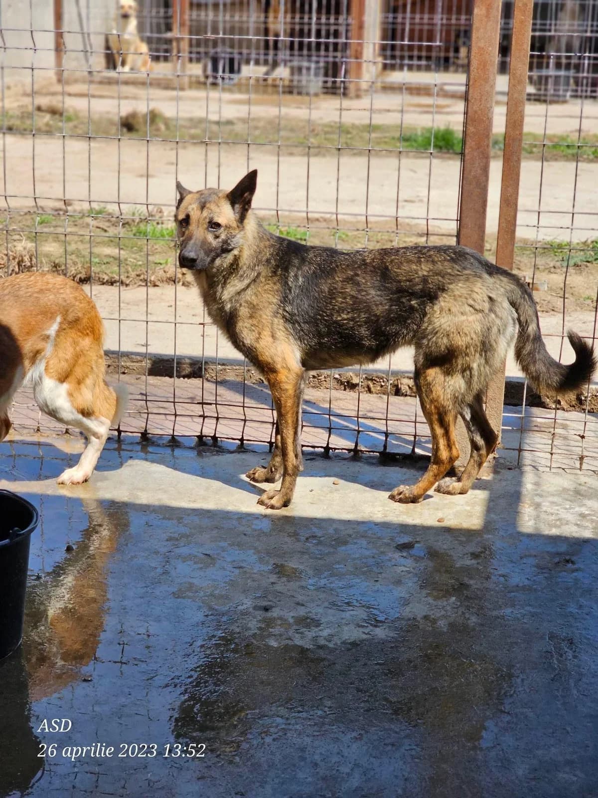 Ginie, Mixed Breed (Refuge d)