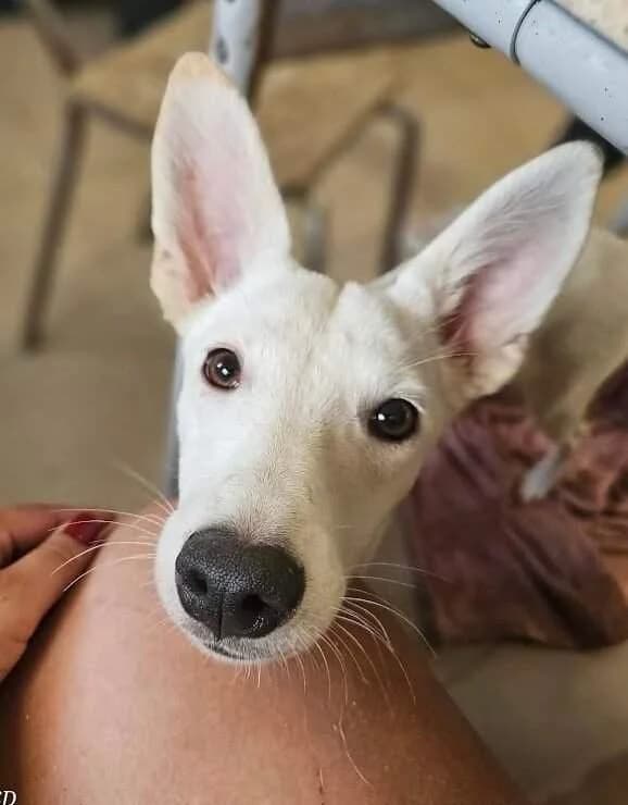 Ilma, female Mixed Breed for adoption at Refuge d