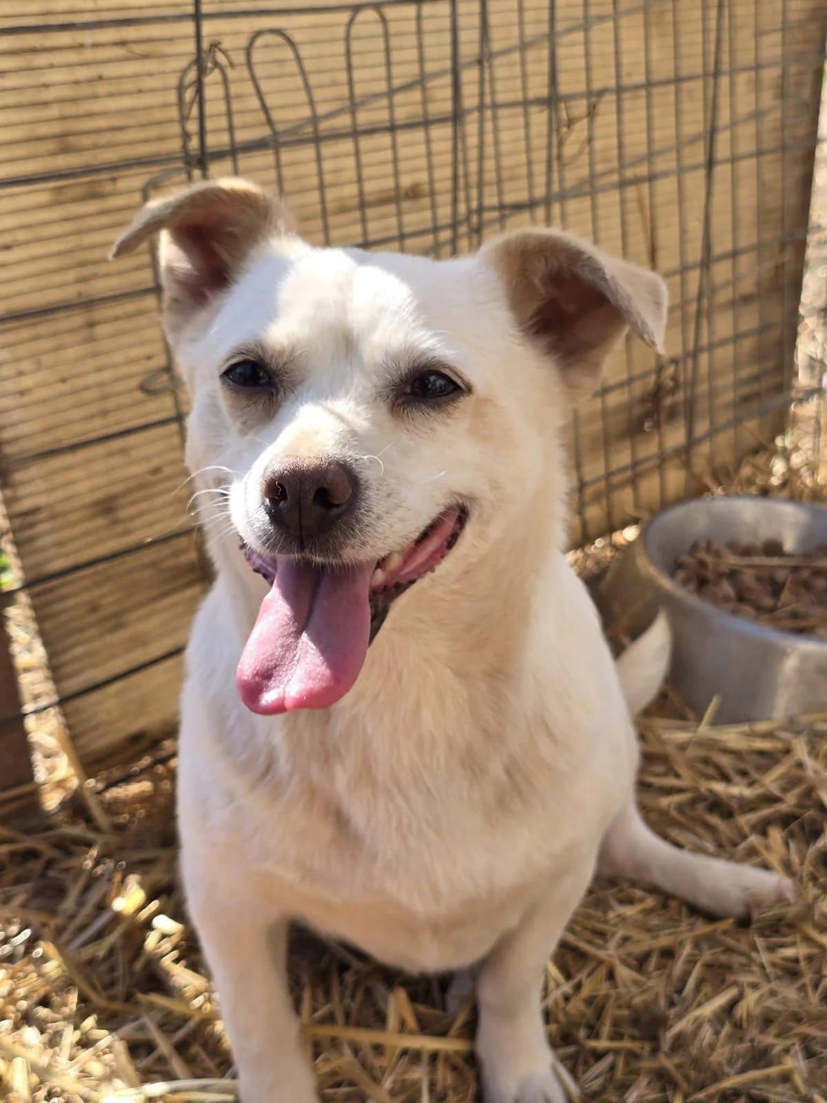 Jaina, female 3yo Mixed Breed for adoption at Refuge d