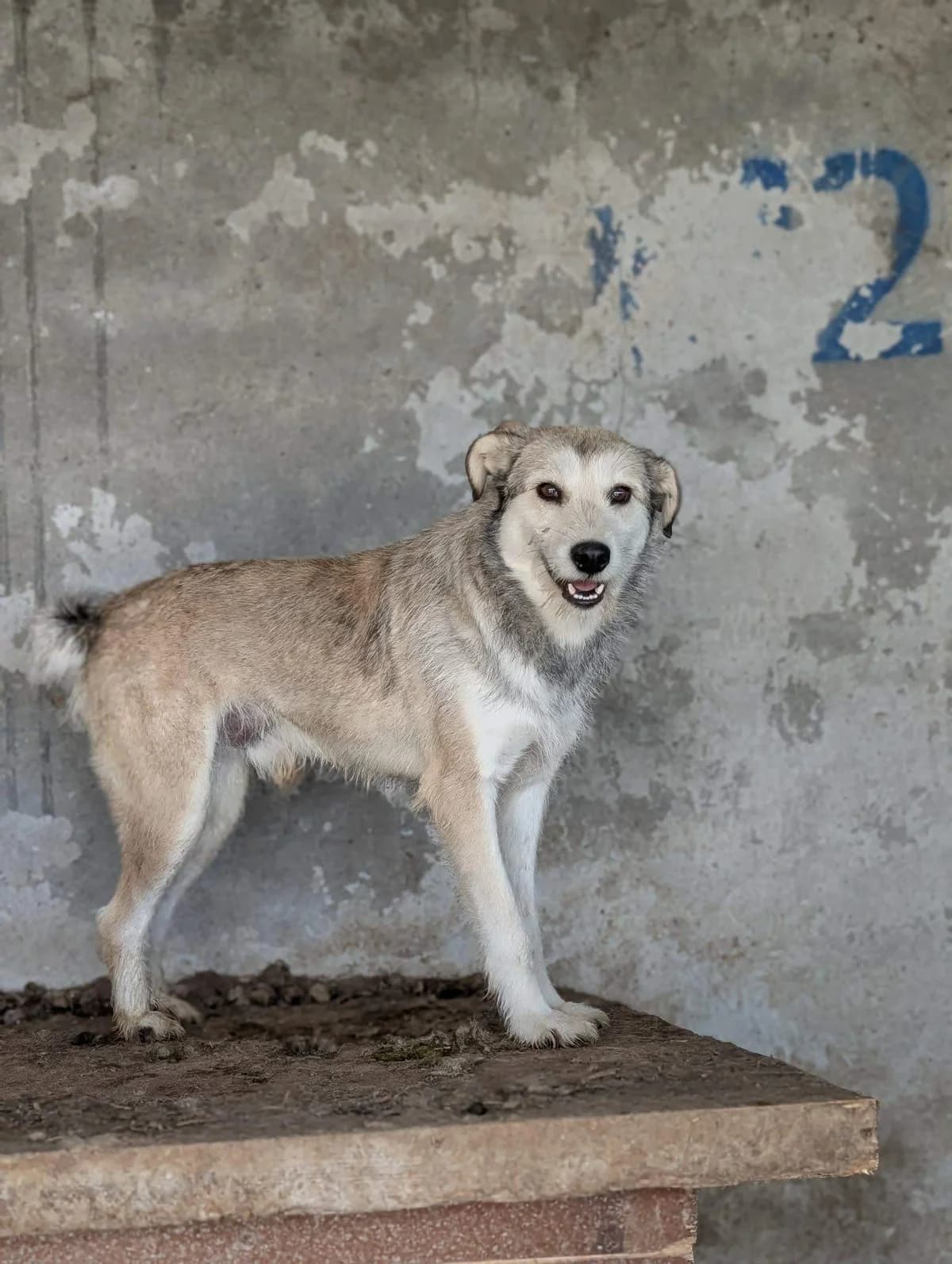 Jocky, Mixed Breed (Refuge d)