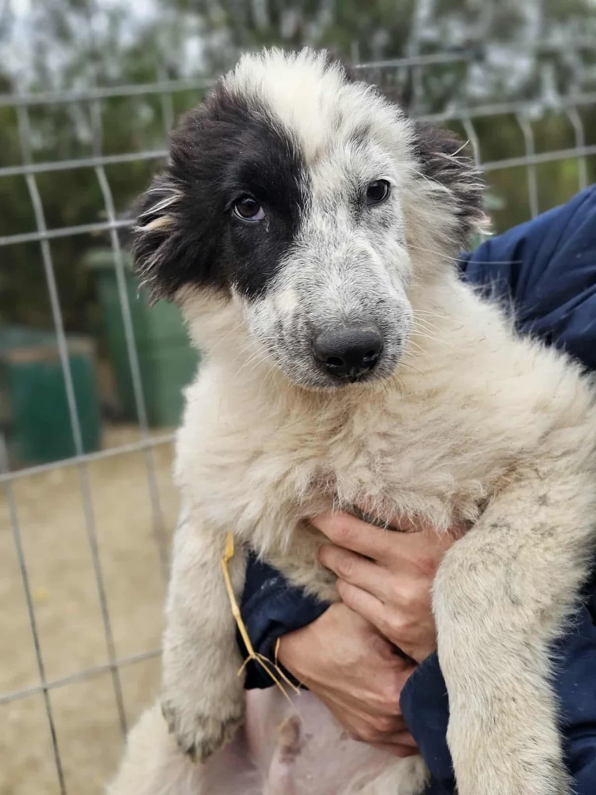 Kenai, Mixed Breed (Refuge d)