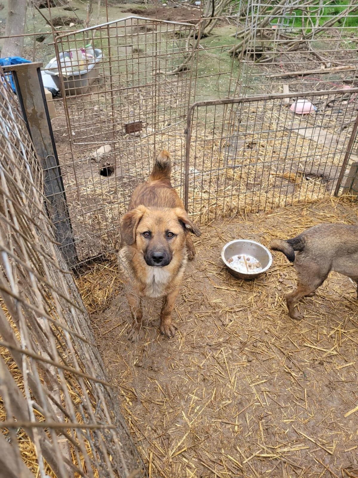 Léos, male young Mixed Breed for adoption at Refuge d