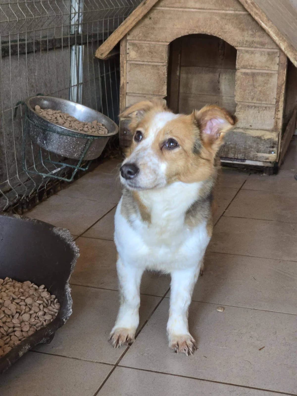 Lucie, female 3yo Mixed Breed for adoption at Refuge d