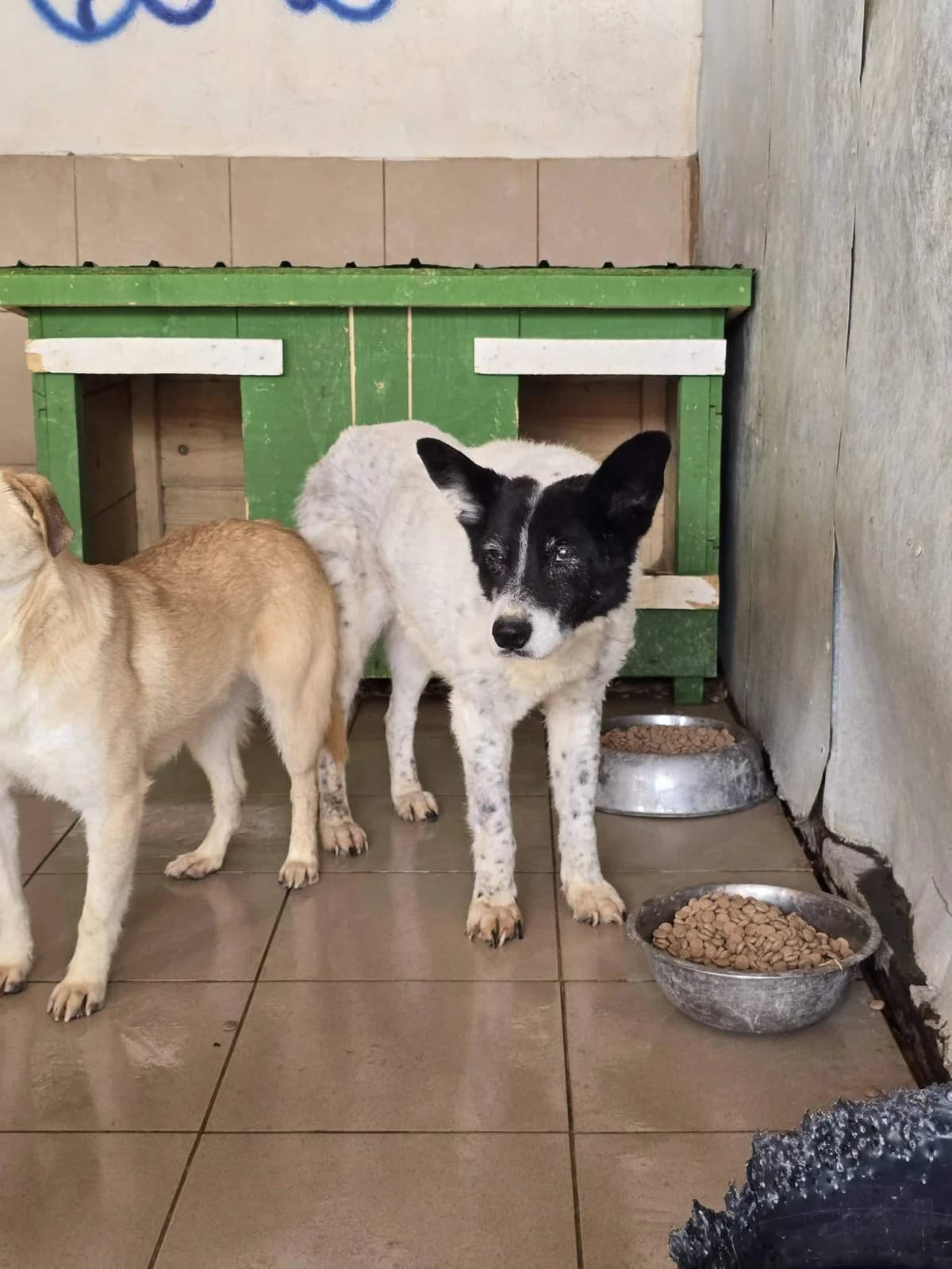 Marta, female senior Mixed Breed for adoption at Refuge d