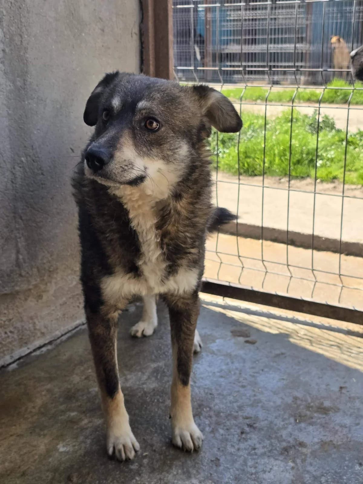 Mashu, male 4yo Mixed Breed for adoption at Refuge d