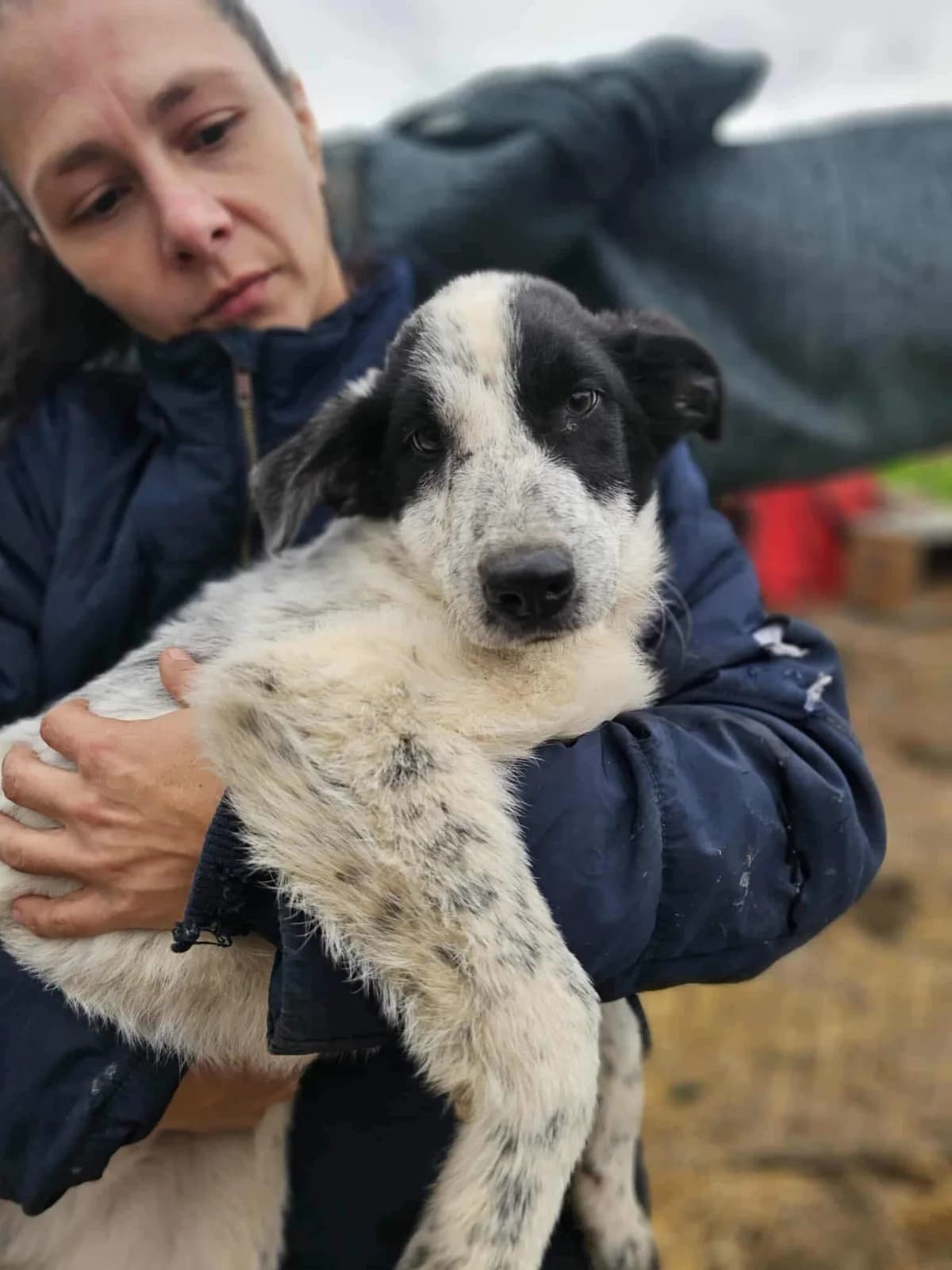 Maska, male young Mixed Breed for adoption at Refuge d