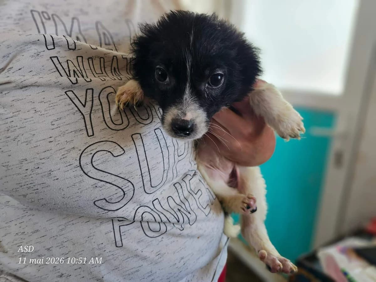 Maya, female puppy Mixed Breed for adoption at Refuge d