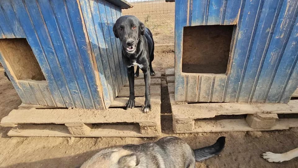 Mick, Mixed Breed (Refuge d)