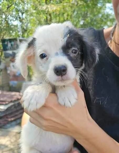 Milky, male Mixed Breed for adoption at Refuge d