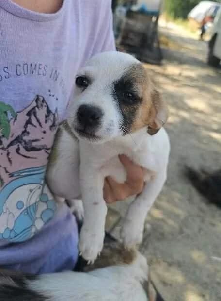 Mirza, female puppy Mixed Breed for adoption at Refuge d