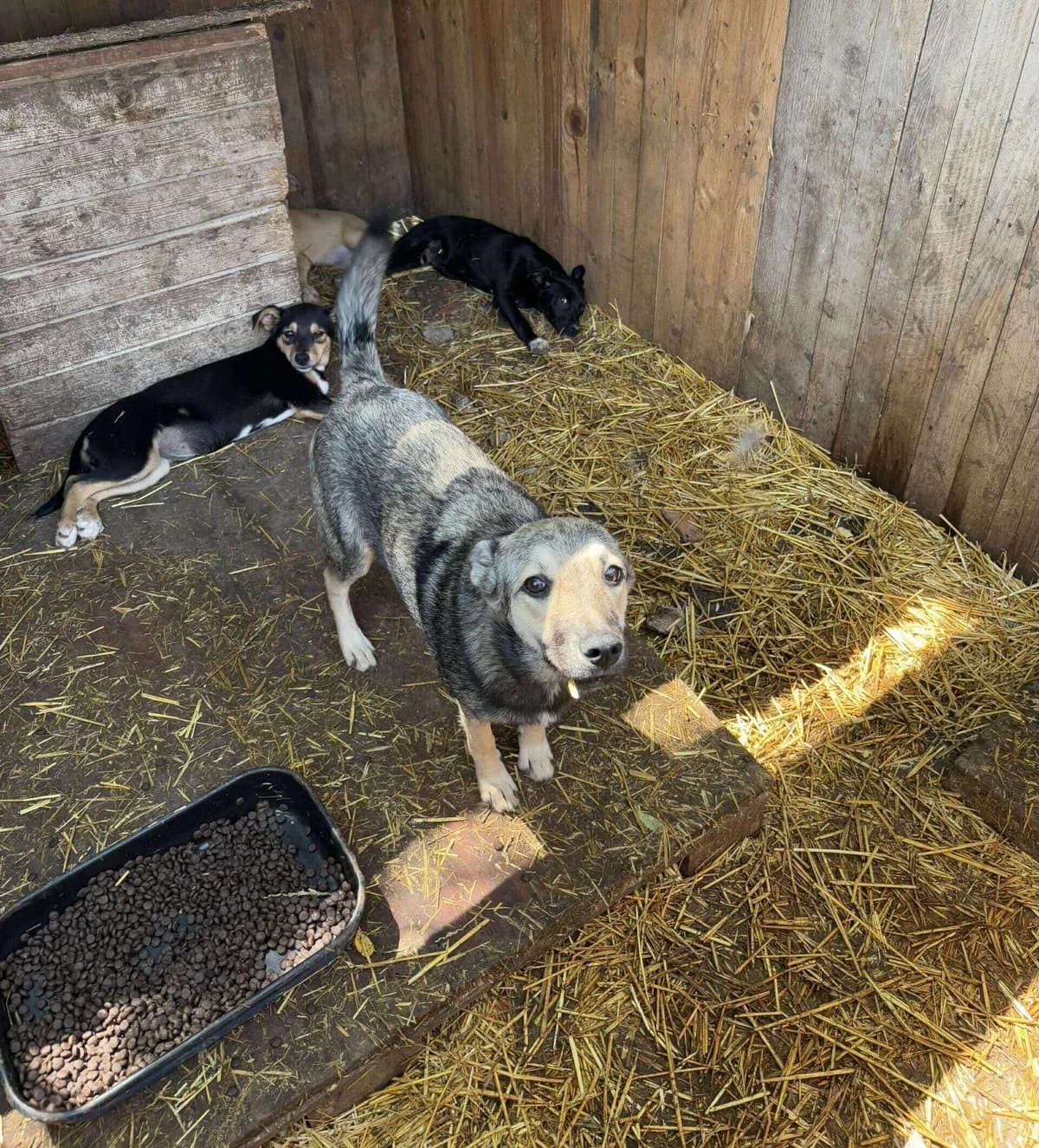 Mona, Mixed Breed (Refuge d)