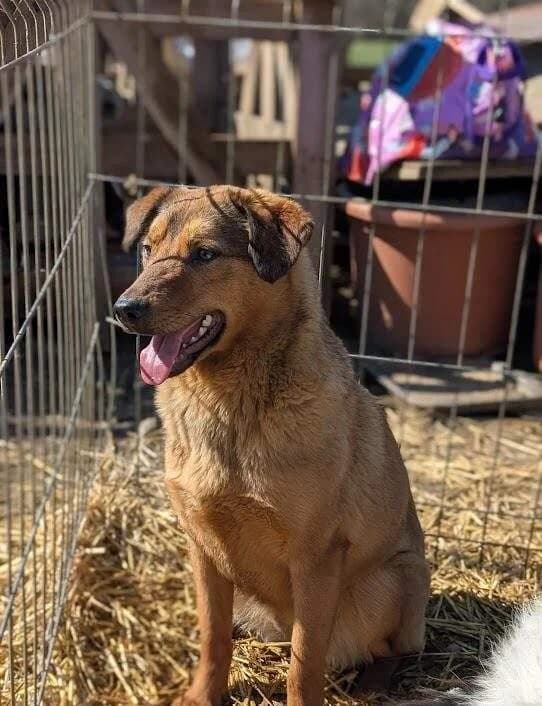 Nava, Mixed Breed (Refuge d)