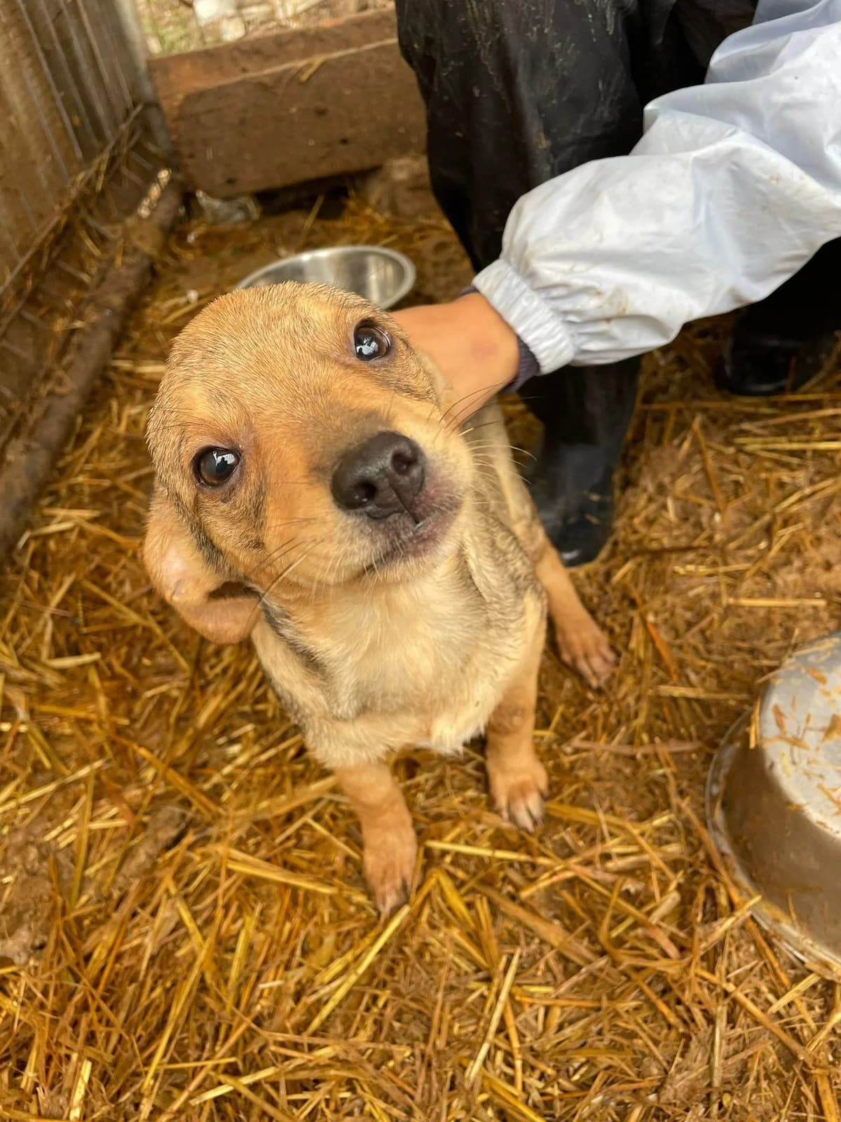 Nelya, Mixed Breed (Refuge d)
